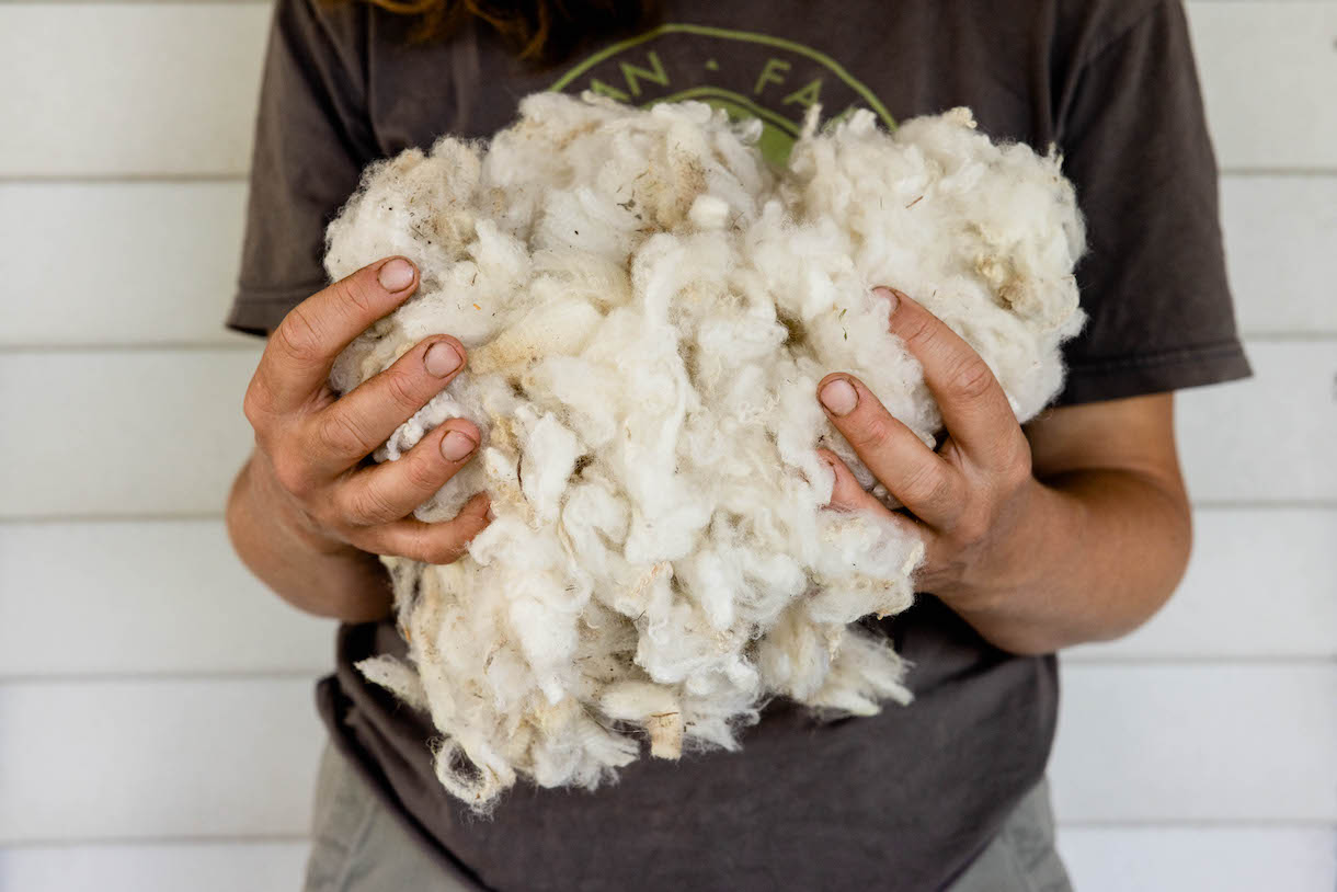 Hands holding raw wool.