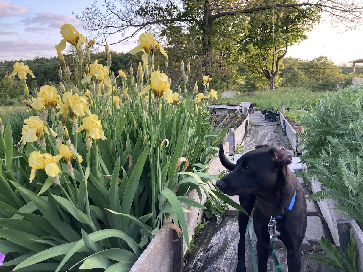 Flowers and Shaggy the dog.