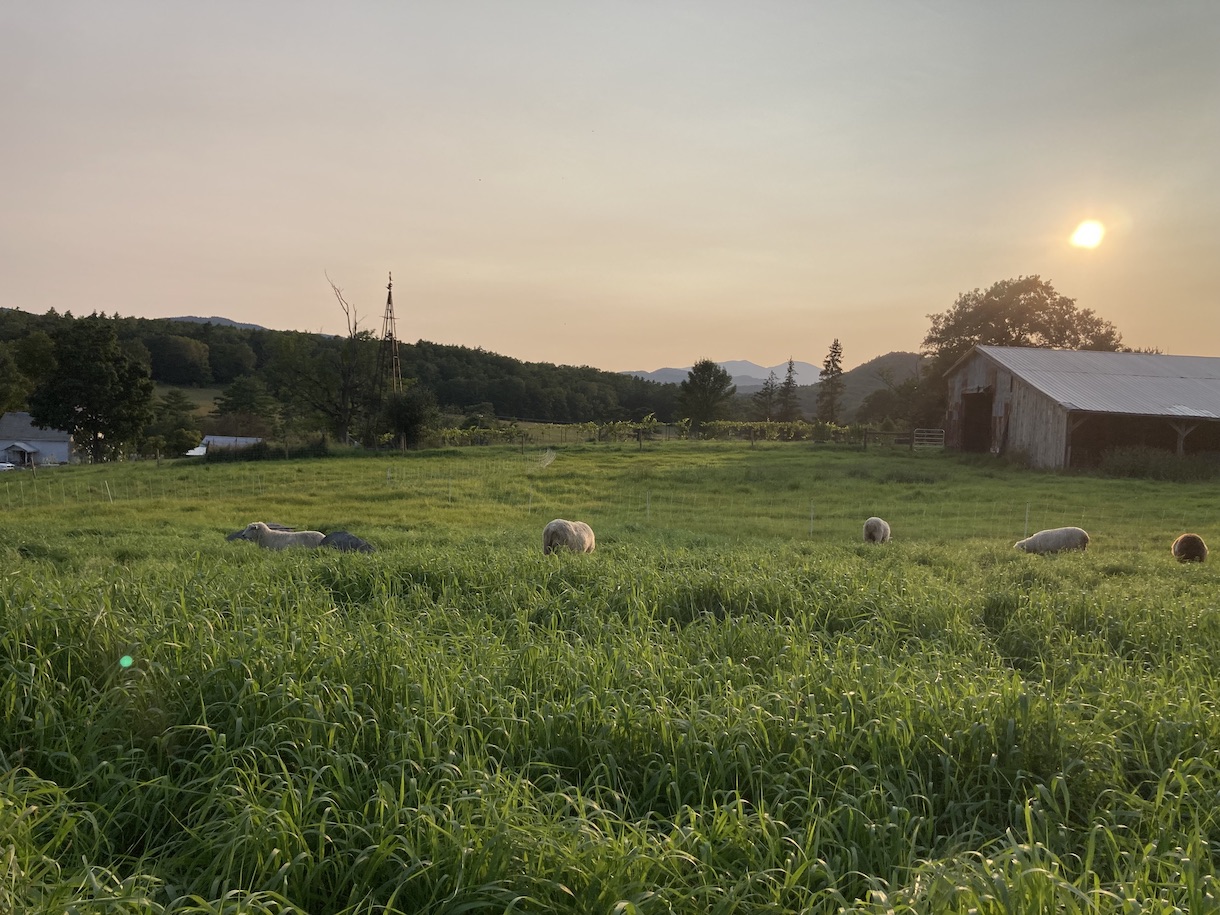 Grapes in the distance and a flock of sheep in the foreground.