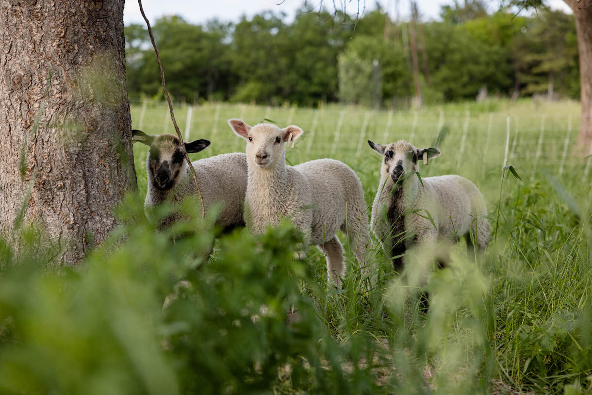 Lambs looking curiously through a screen of unfocussed vegetation.