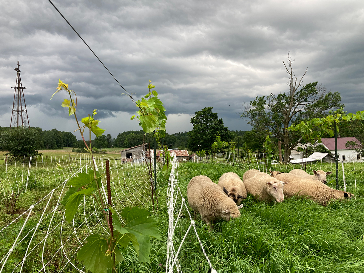 Grapes and sheep.